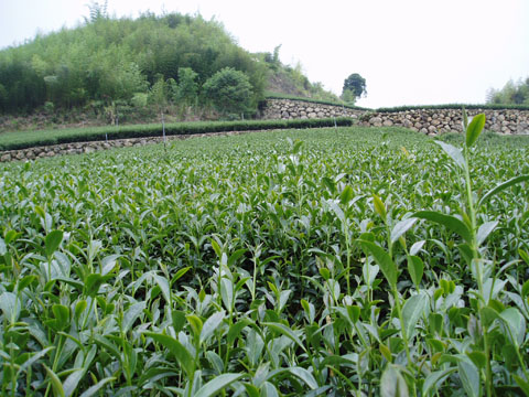 2004-520020.jpg