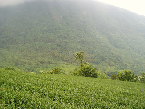 2004-520022.jpg